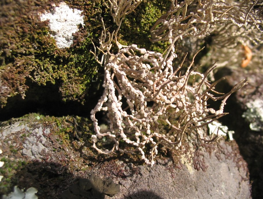 Осоковые (триба)