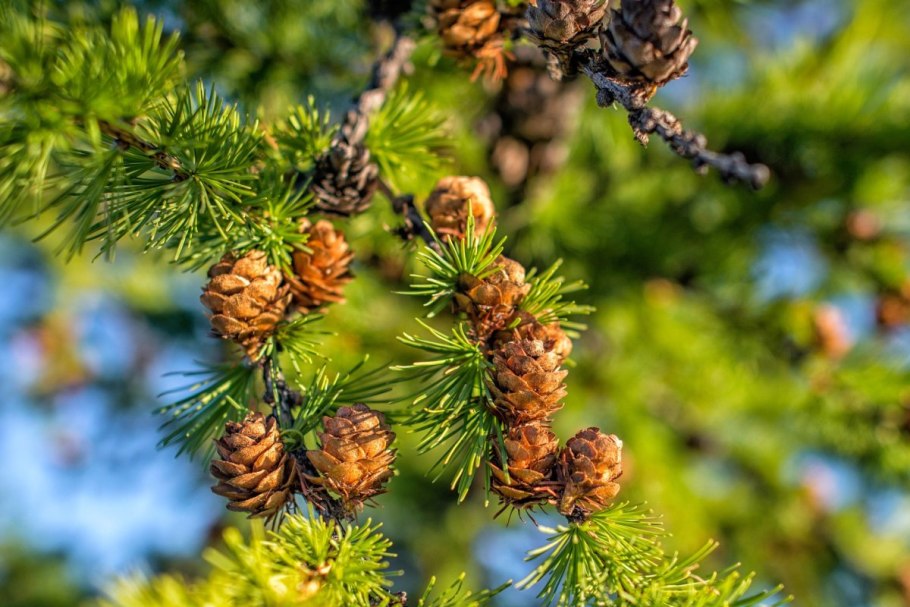 Лиственница Даурская (Larix dahurica)