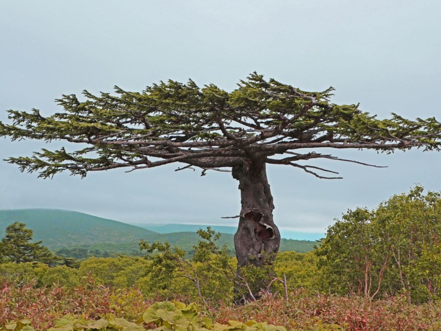 Лиственница курильская