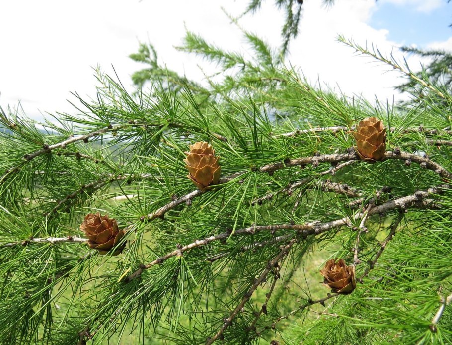 Лиственница Сибирская Larix sibirica