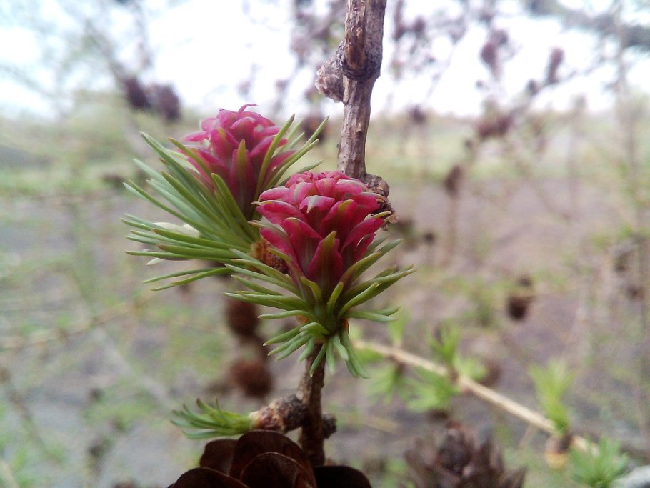 Лиственница Западная
