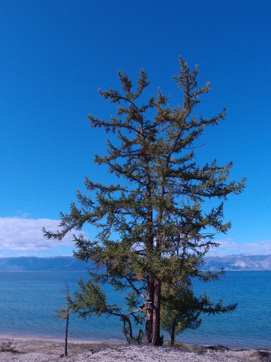 Лиственница Даурская (Каяндера).