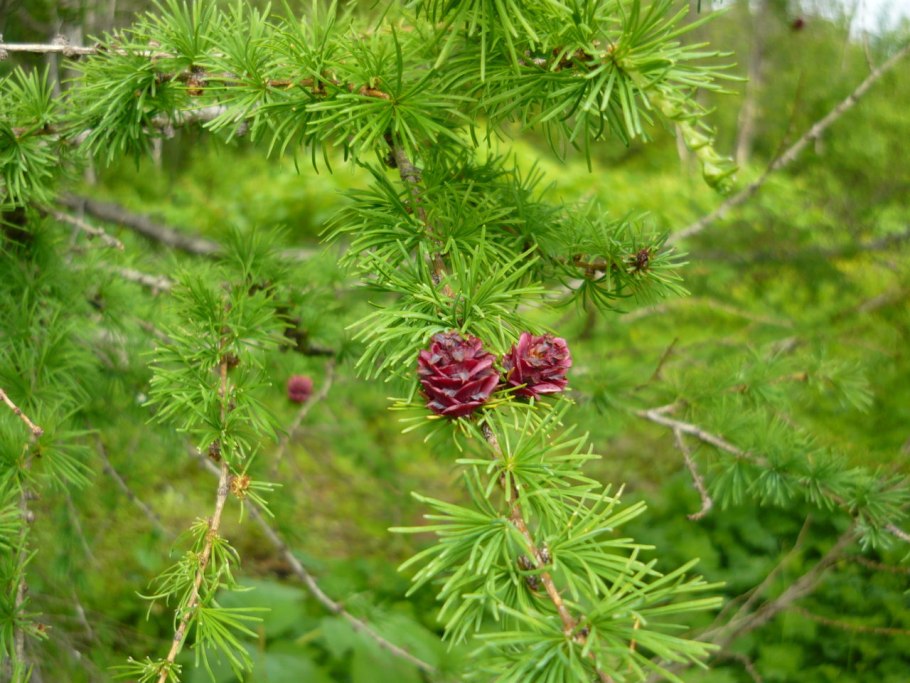 Лиственница Даурская (Larix dahurica)