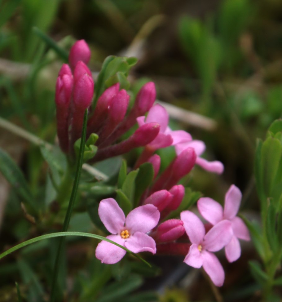 Волчеягодник Боровой