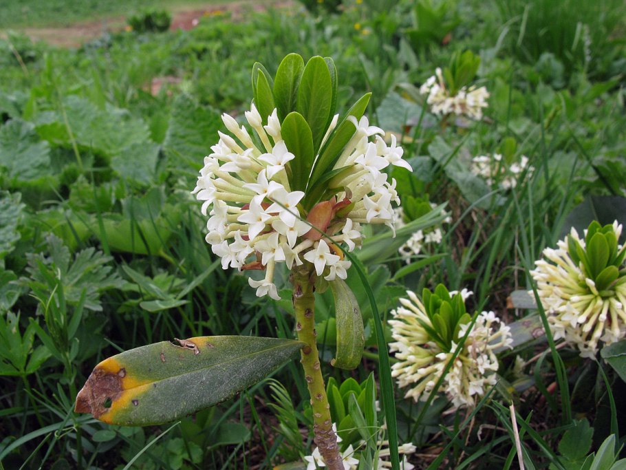 Daphne pseudosericea