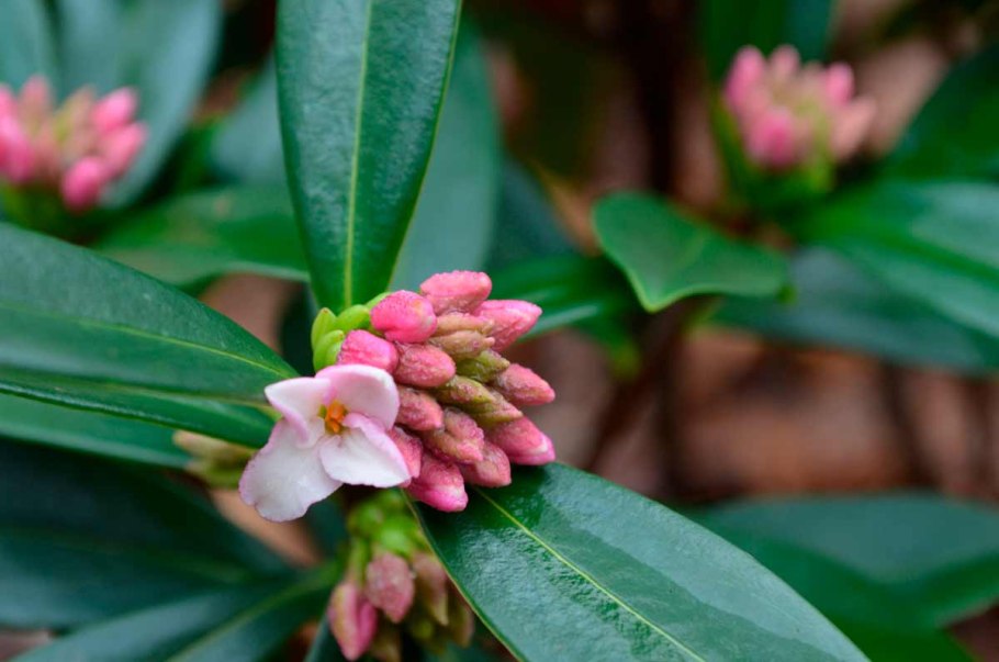 Дафна (Daphne) – Волчья ягода, Волчье лыко, волчник