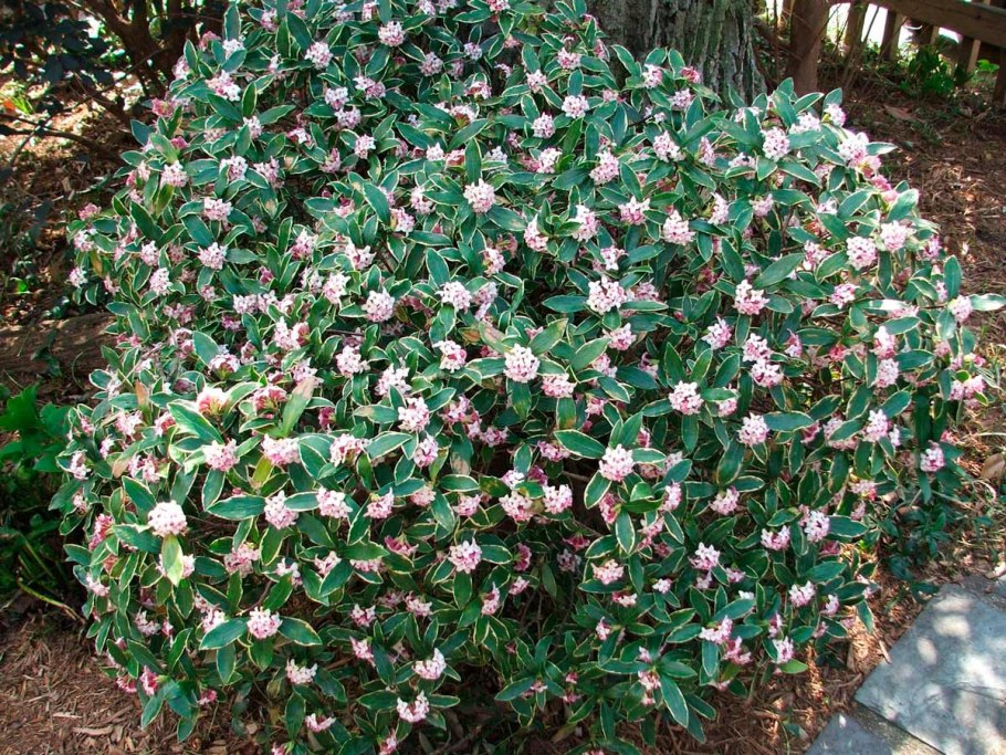 Волчник Альбова