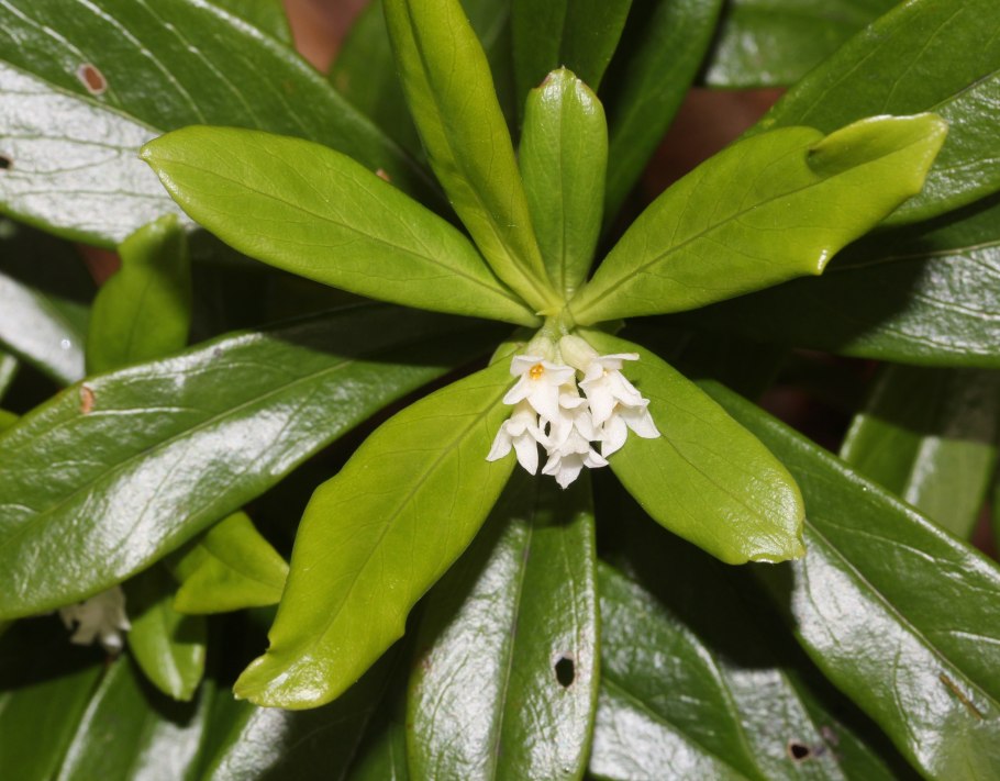 Ива ломкая Salix fragilis
