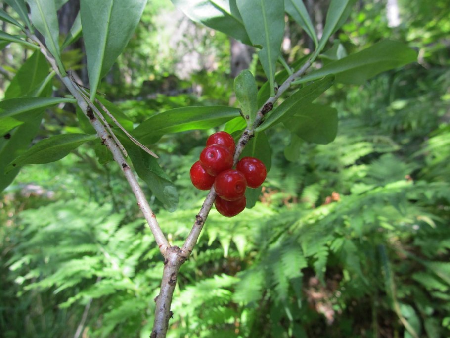 Дафна Волчеягодник душистый