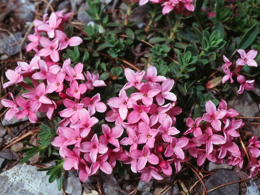 Волчеягодник Баксанский