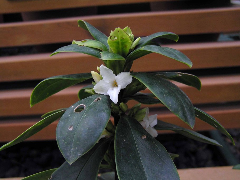 Дафна Волчье лыко