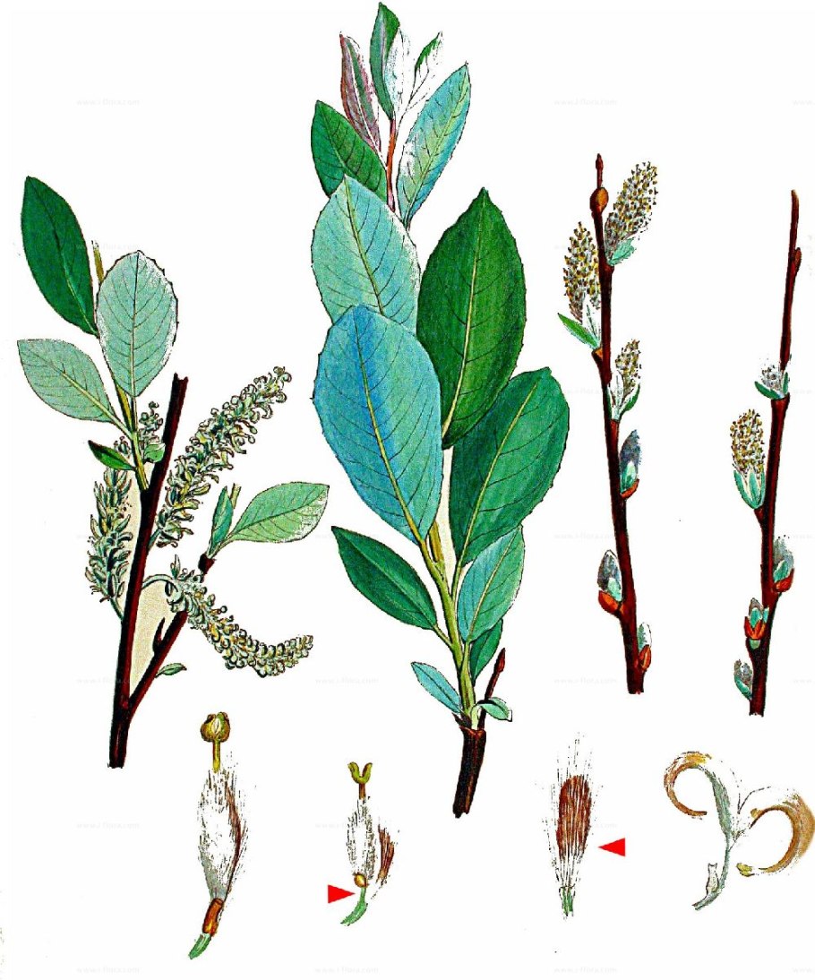 Daphne odora 'Aureomarginata'