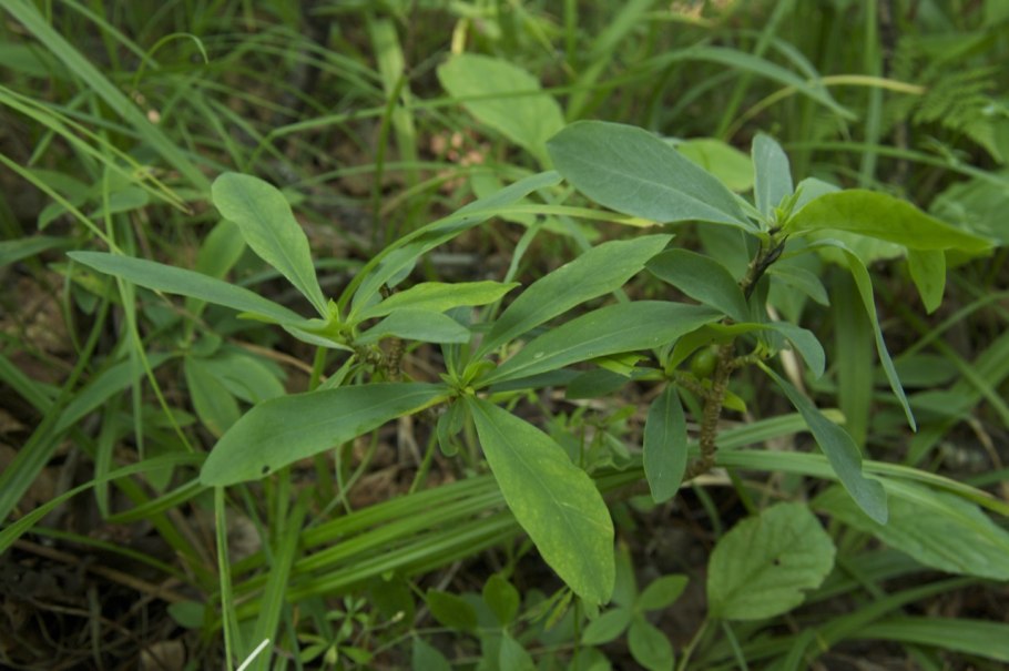 Ива шерстистопобеговая (Salix dasyclados)