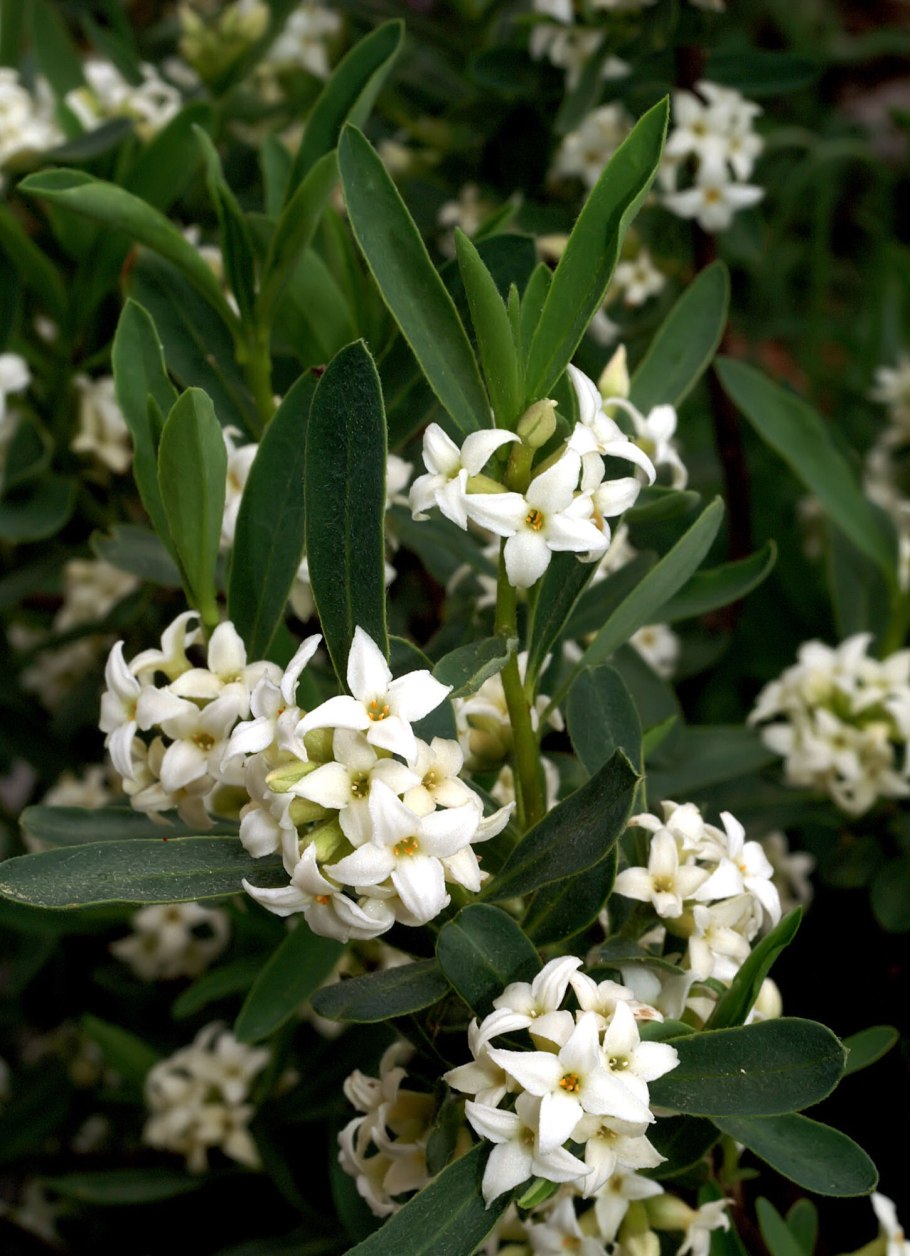 Волчеягодник обыкновенный
