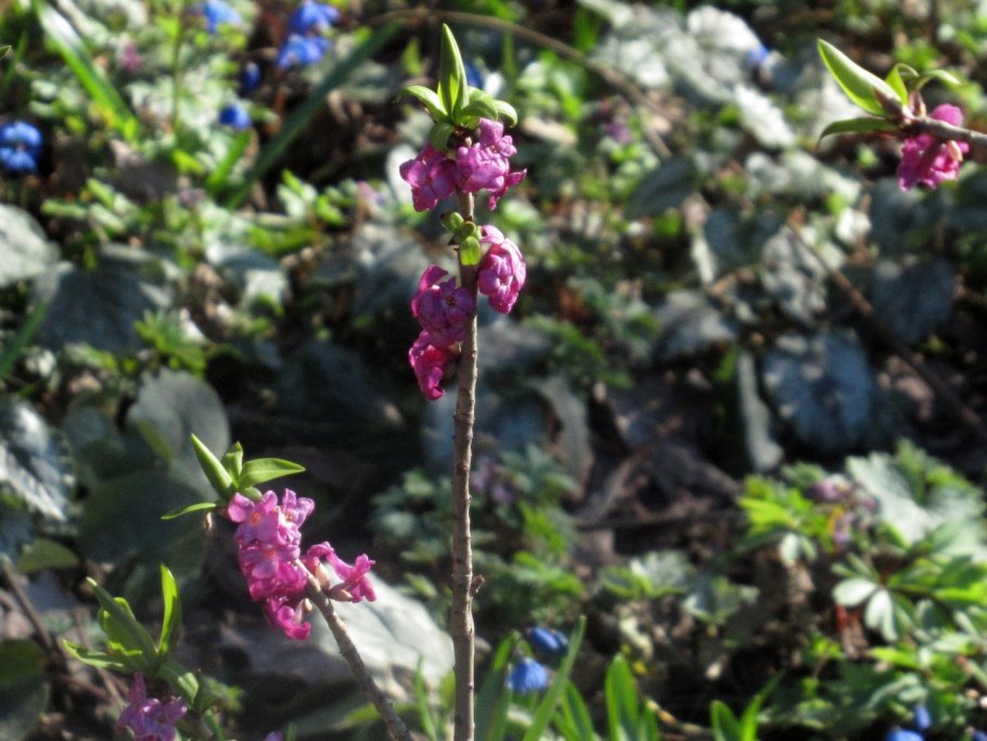 Волчье лыко бонсай