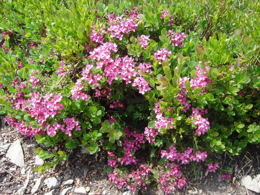 Дафна Волчеягодник