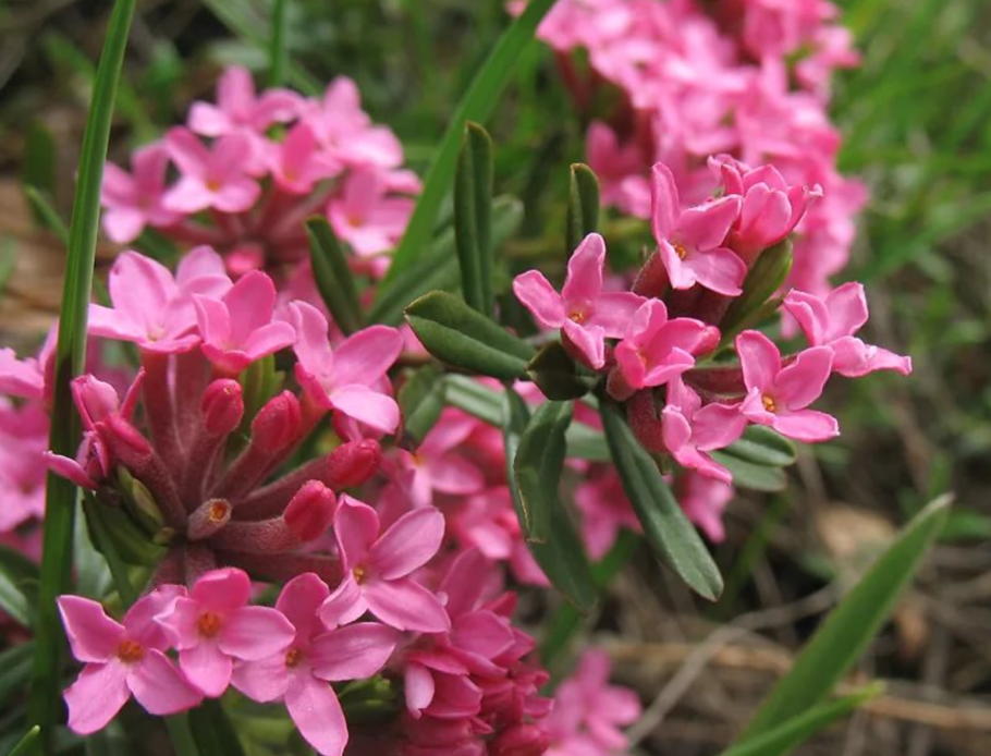 Волчеягодник Боровой (Дафна)