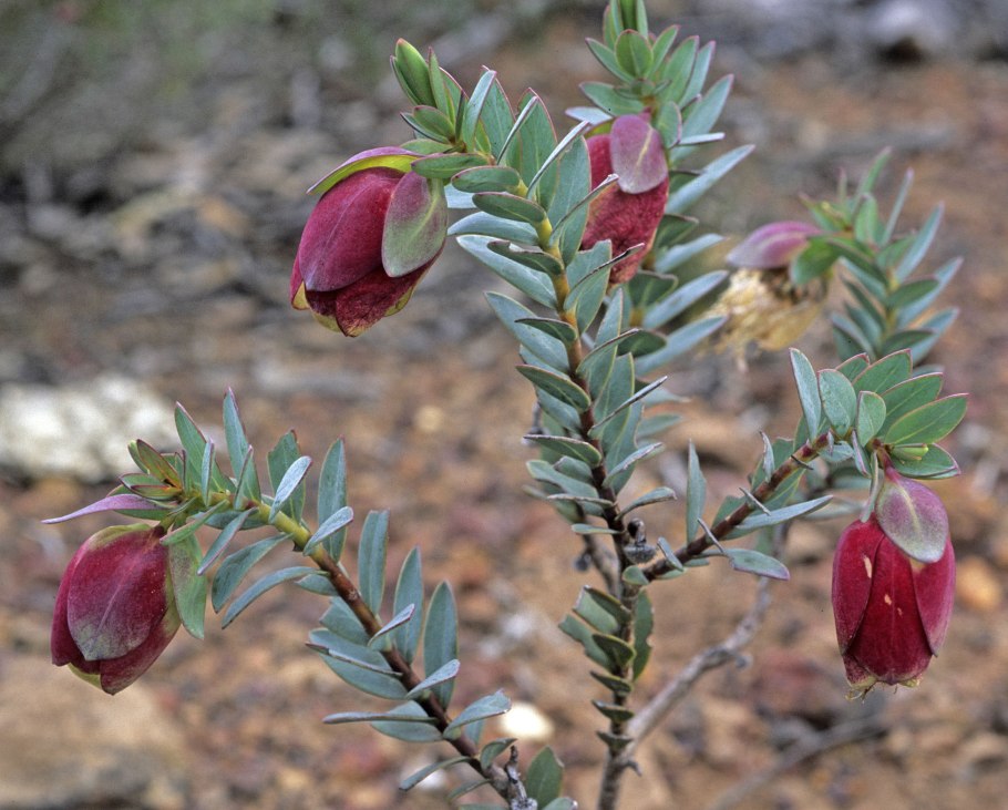 Pimelea Major 'rosea'
