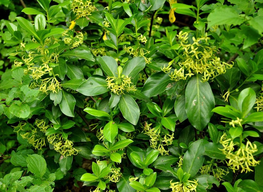 Волчеягодник обыкновенный (Daphne mezereum)