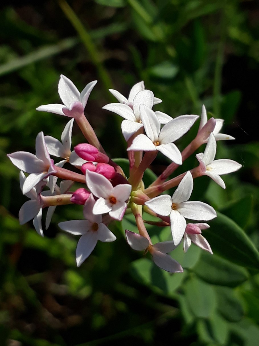 Волчник Дафна