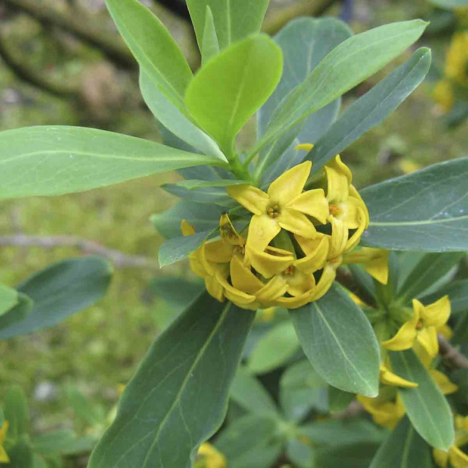 Тимелея однолетняя