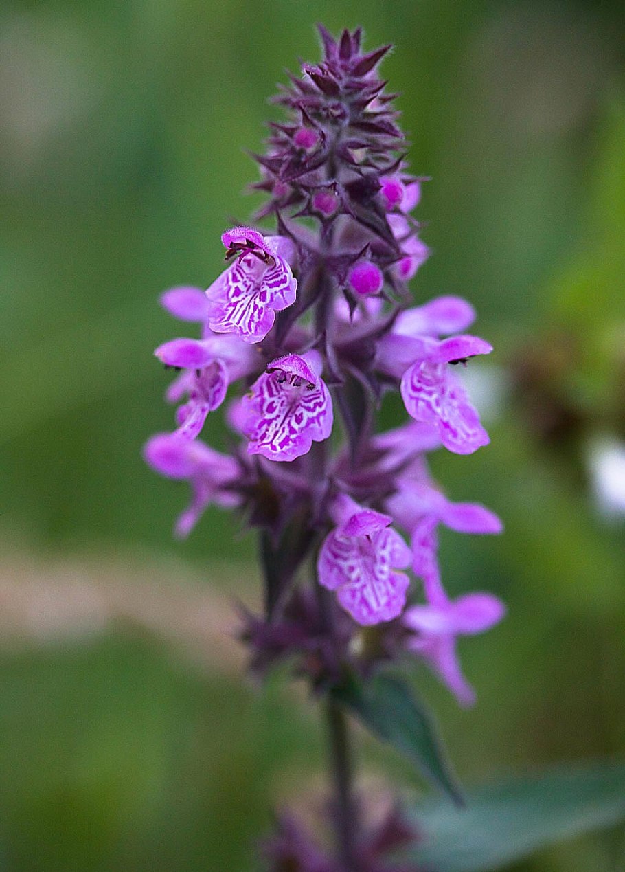 Чистец болотный Stachys palustris