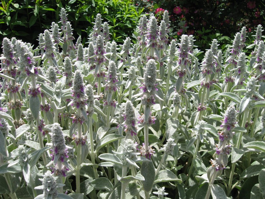 Стахис Stachys byzantina