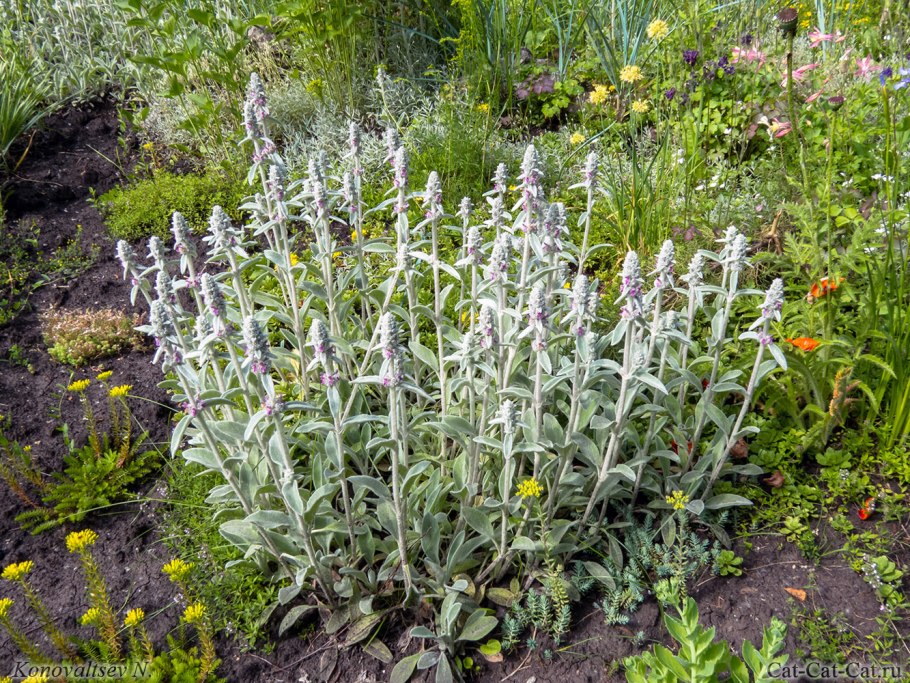 Stachys byzantina