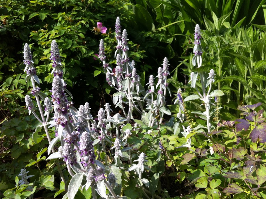 Чистец болотный Stachys palustris