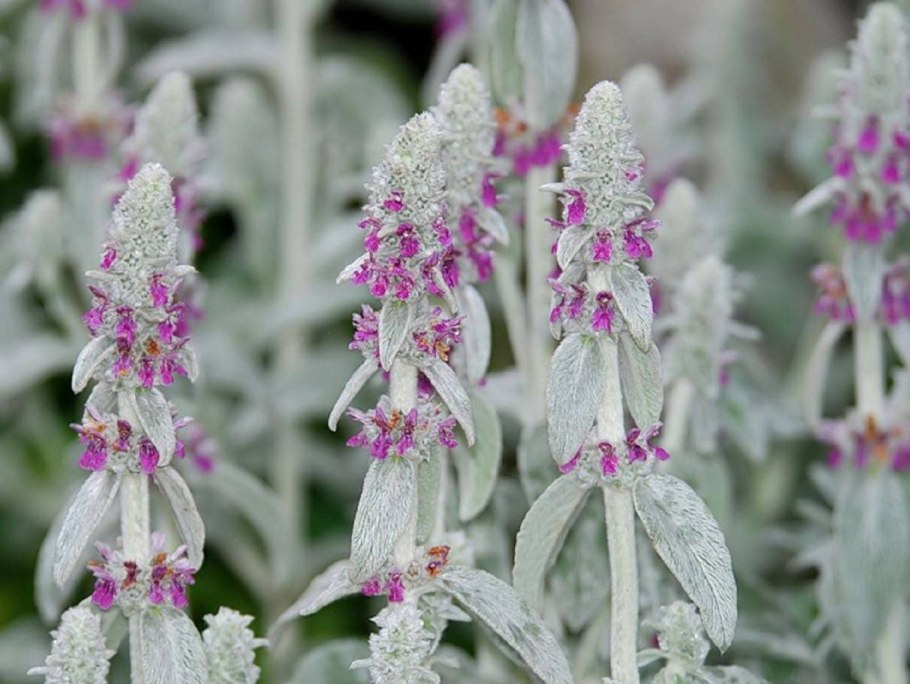 Stachys sylvatica