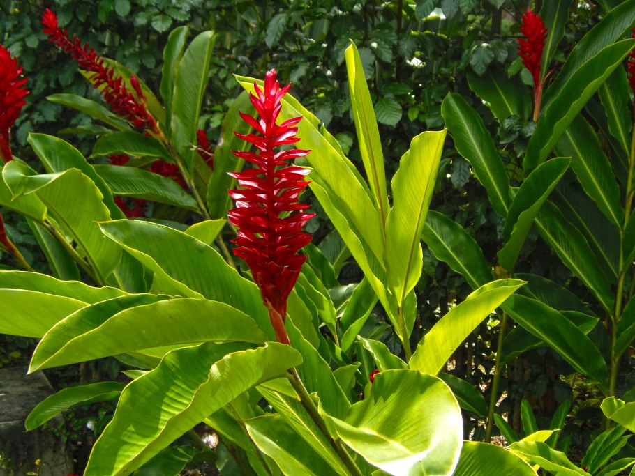 Альпиния пурпурная