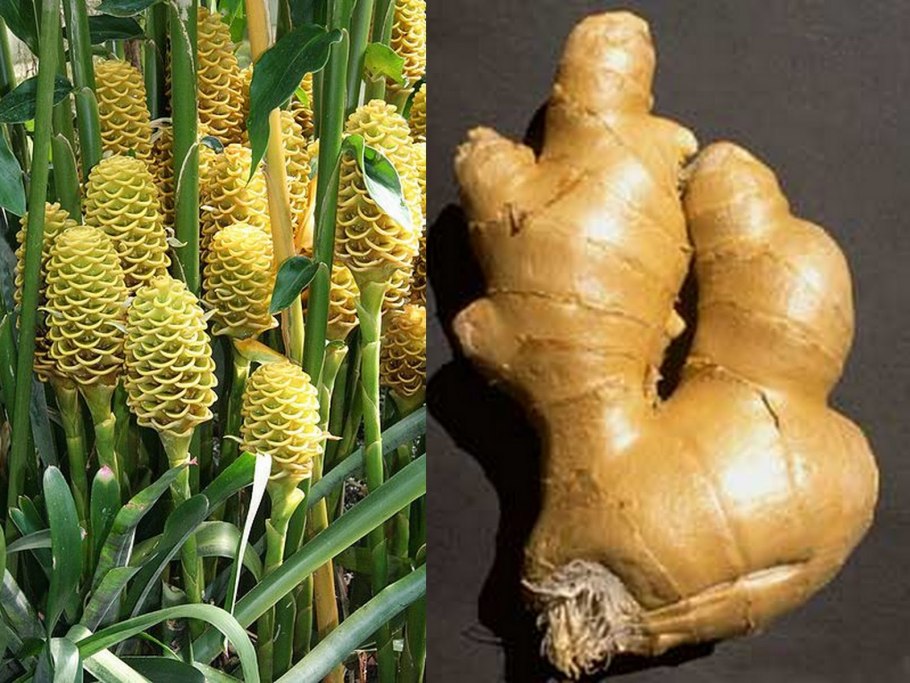 Имбирь растение