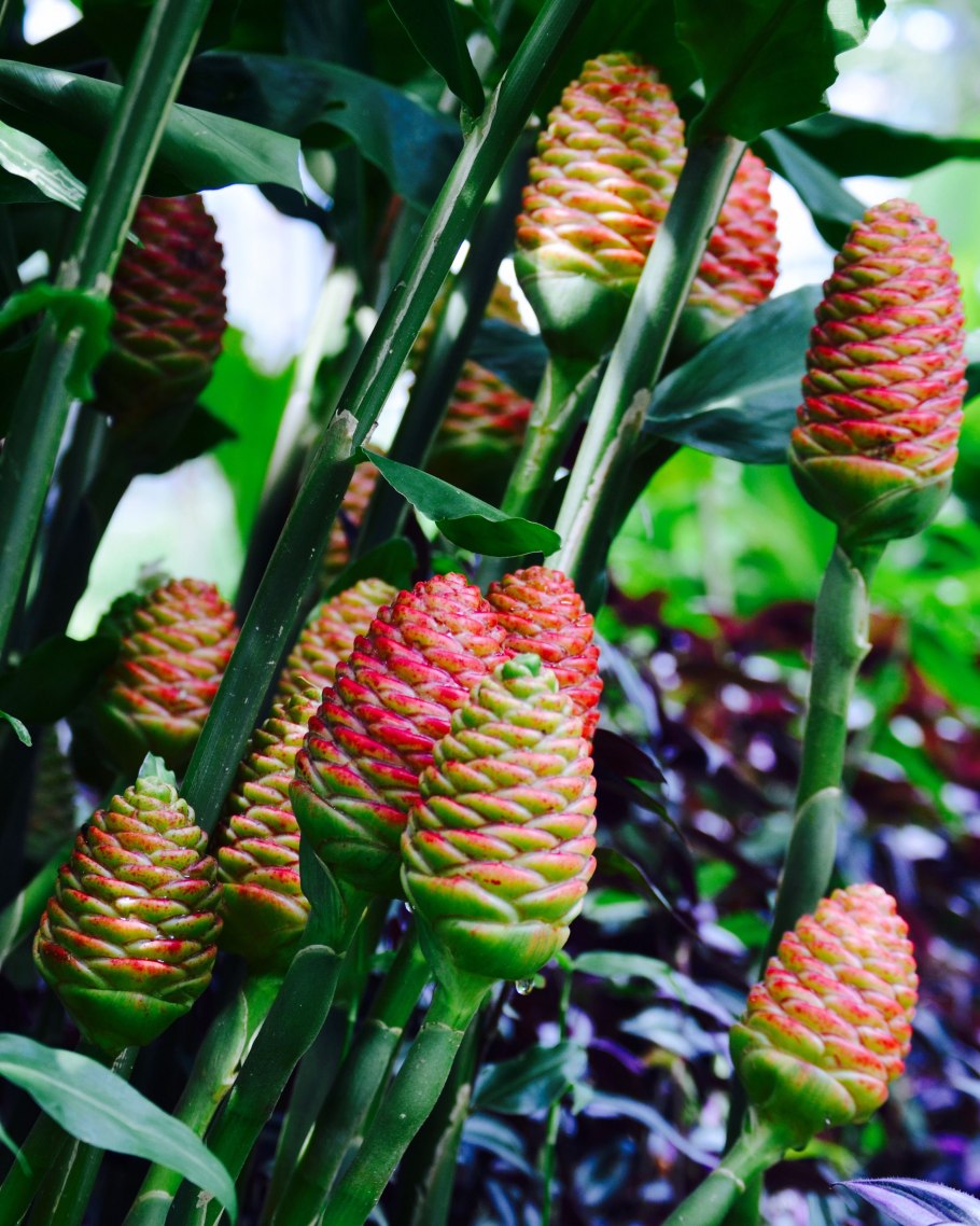 Имбирь корневище