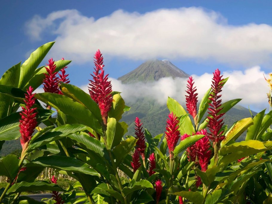 Корень имбиря