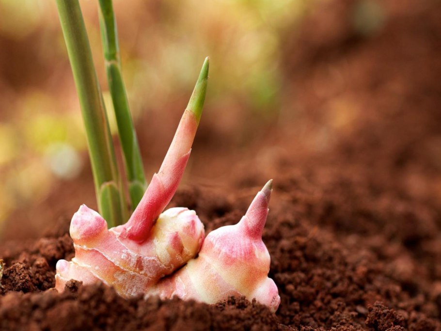 Дикий имбирь