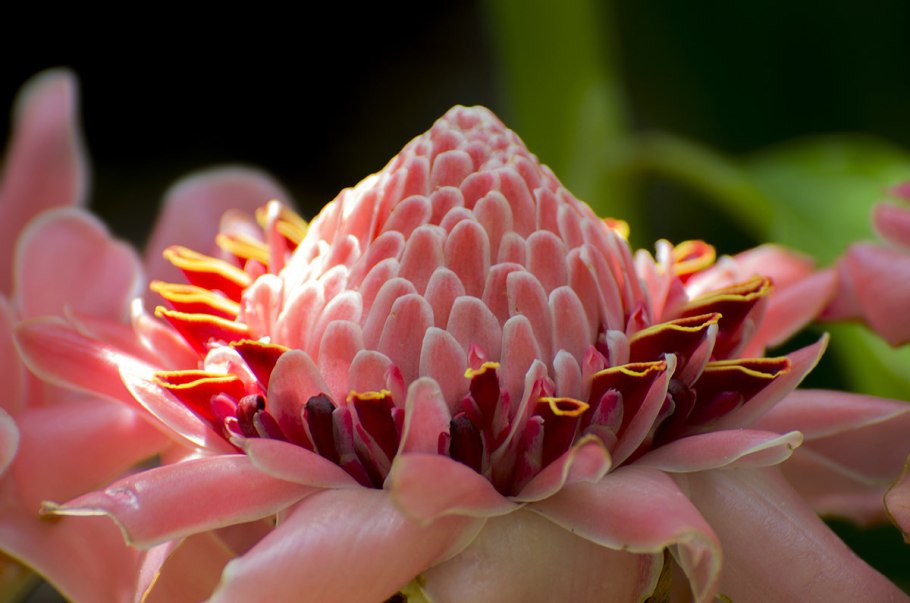 Имбирь дикорастущий