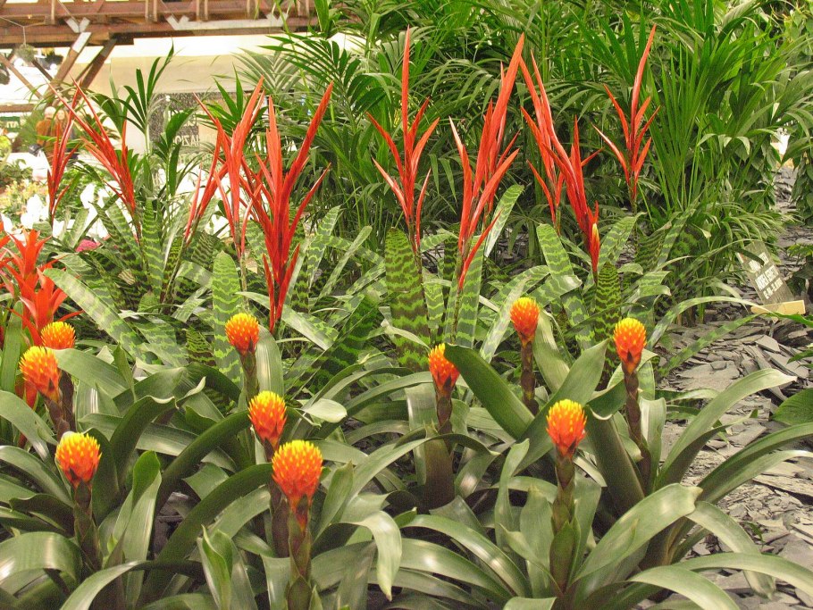 Имбирь цветок