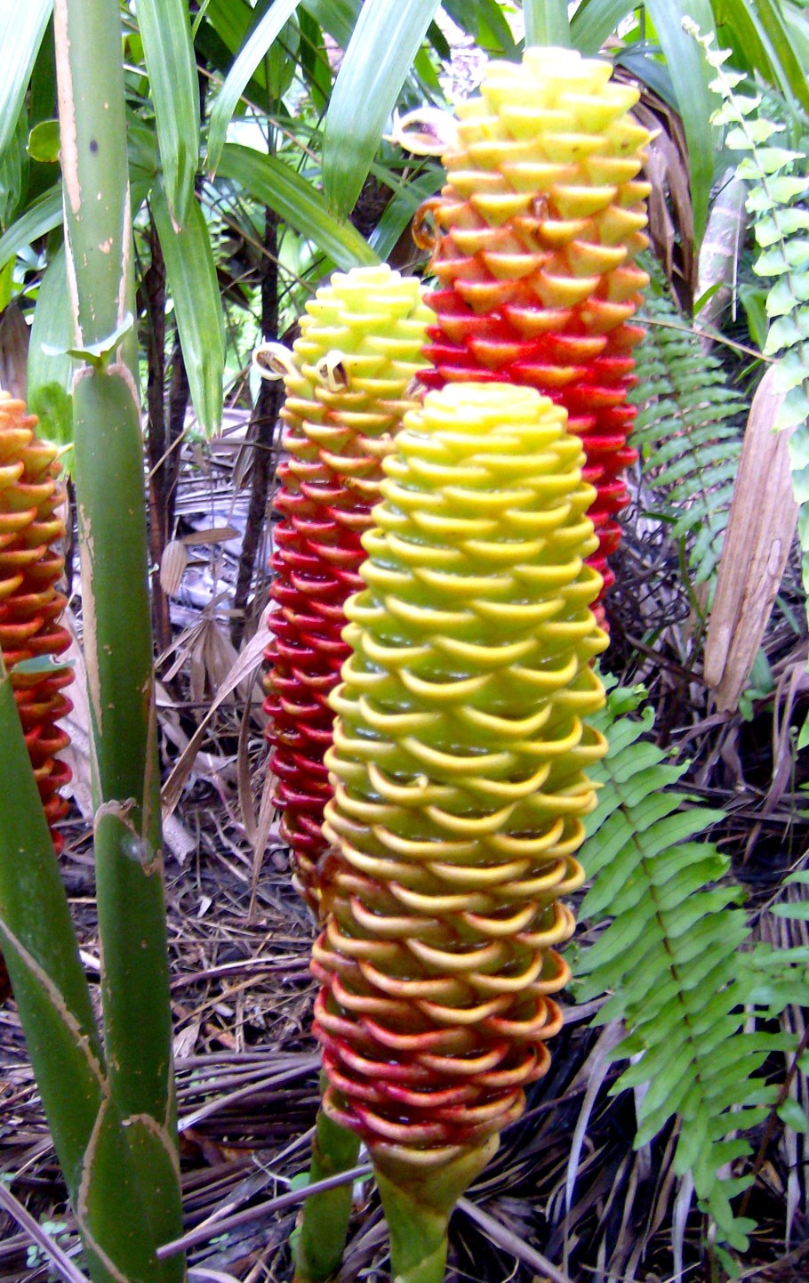 Имбирь цветет