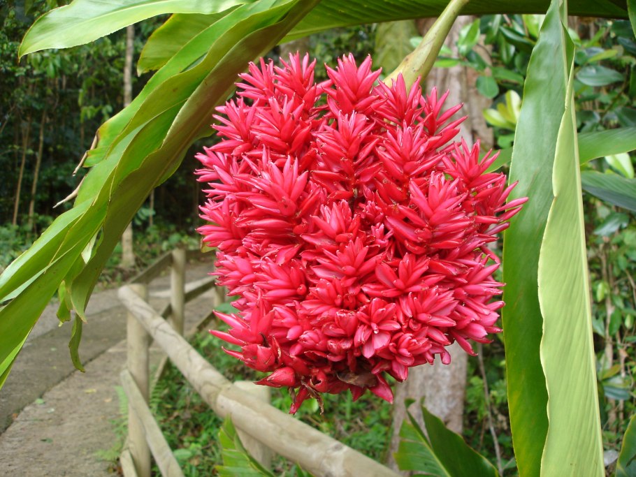 Alpinia malaccensis