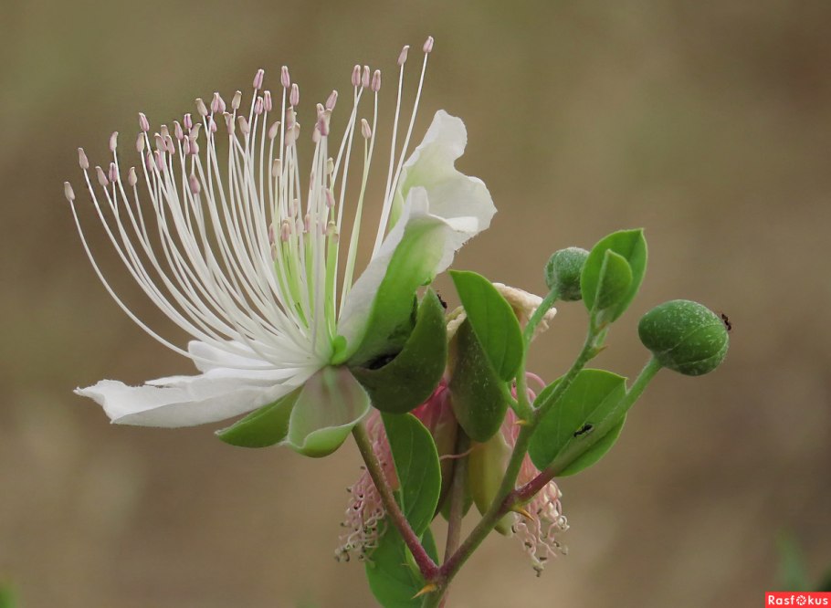 Каперсы каперсы каперсы