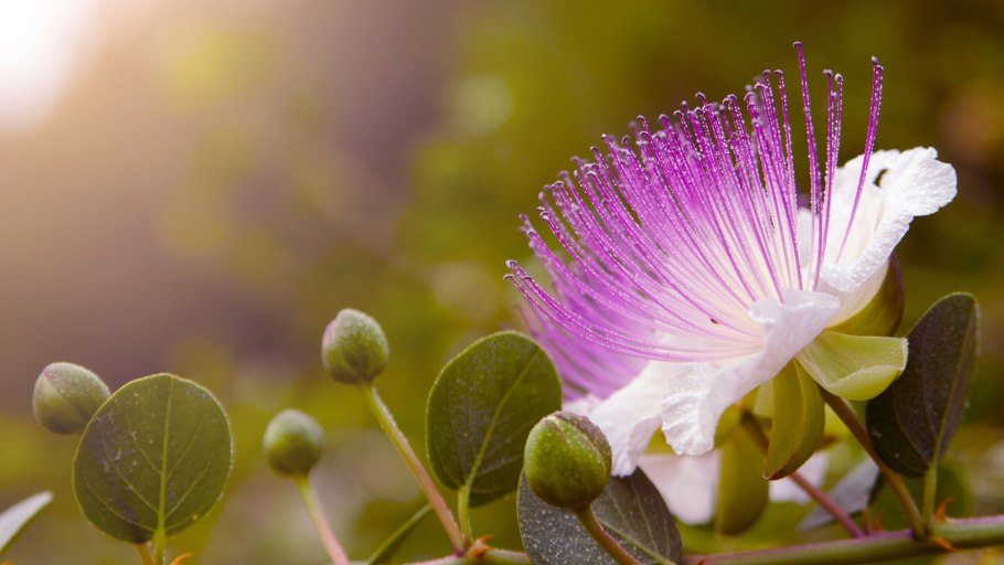 Каперсы семейство