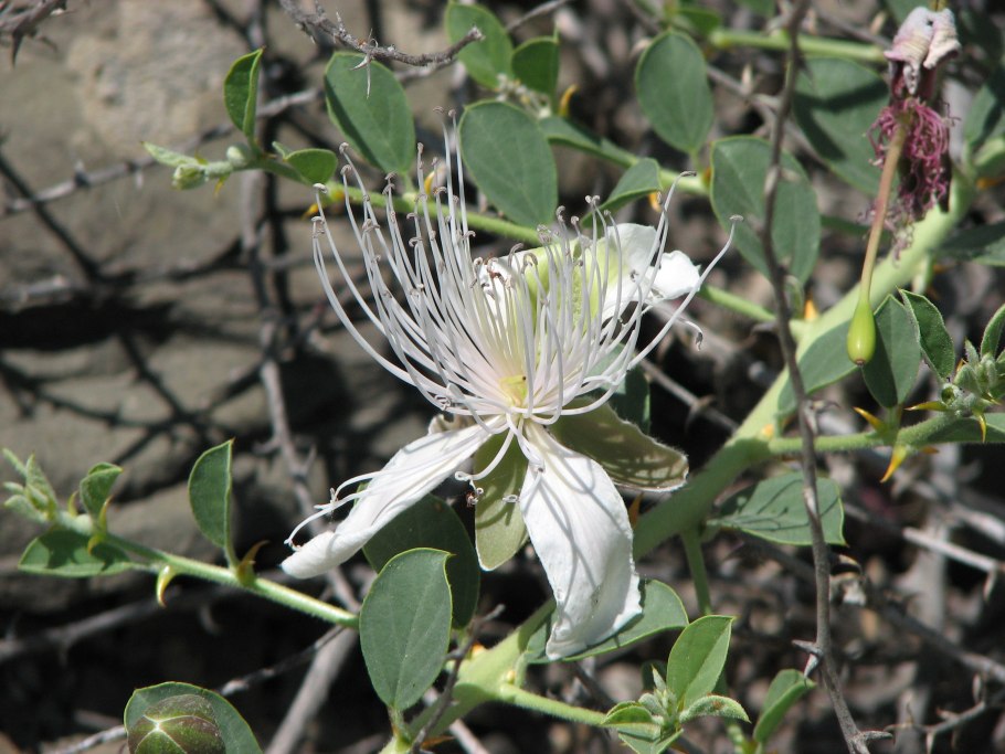 Каперсы колючие