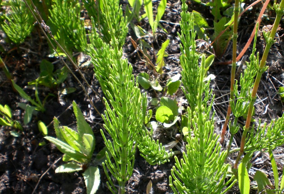 Хвощ зимующий Equisetum hyemale