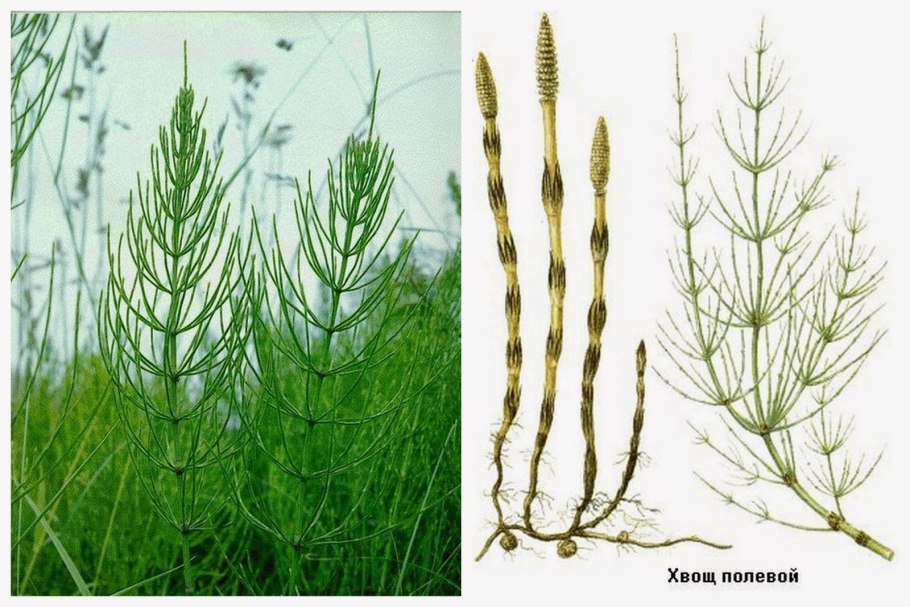 Хвощ полевой (Equisetum arvense)