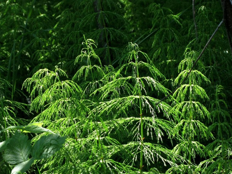Хвощ (equisetum)