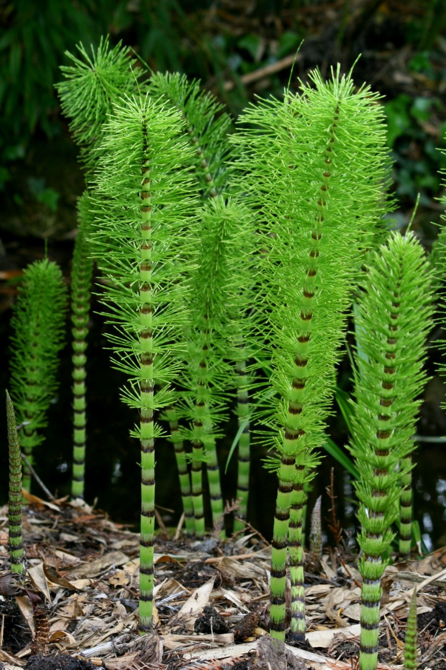Horsetail Equisetum arvense растение
