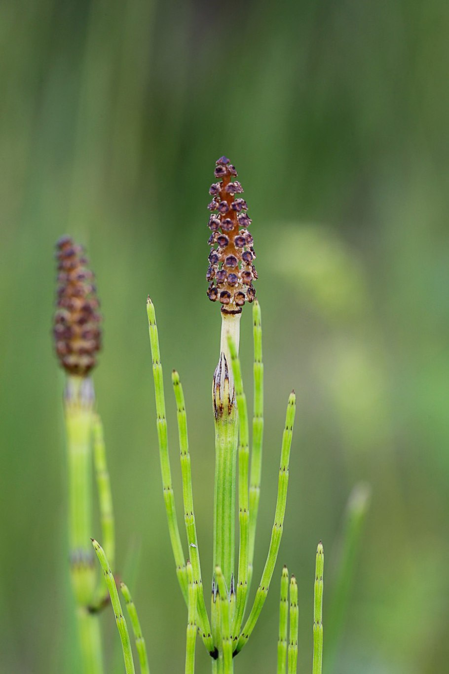 Хвощ полевой (Equisetum arvense)