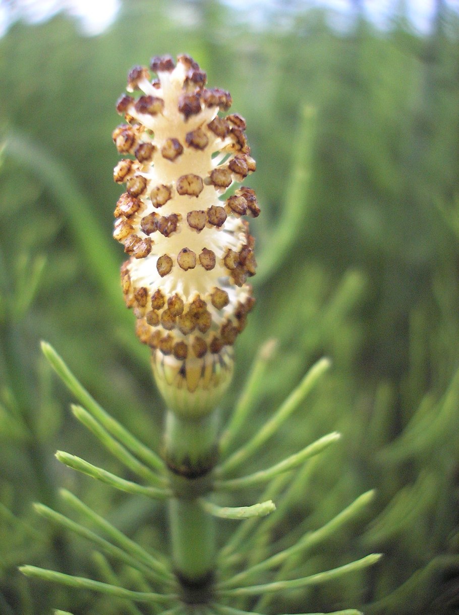 Хвощ полевой