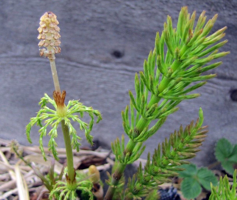 Хвощ полевой