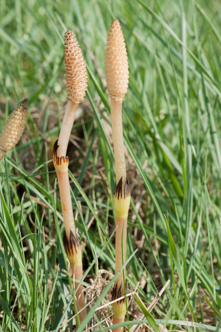 Хвощ полевой (Equisetum arvense)